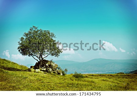 Landscape with single olive tree and blue sky, natural retro vintage  summer background