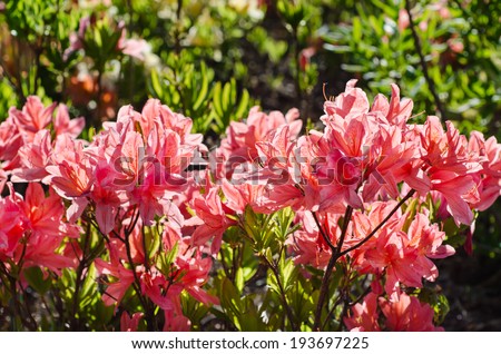 Blossoming of  pink and red rhododendrons and azaleas in the garden, natural flower background