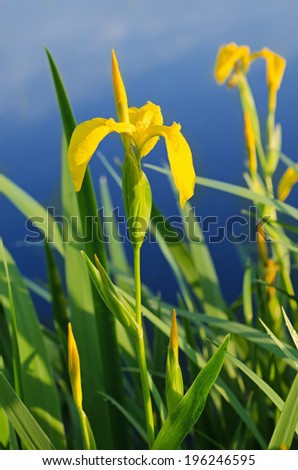 Wild yellow swamp iris flower growing in nature