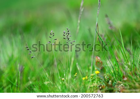 Green grass on the  meadow, abstract floral background