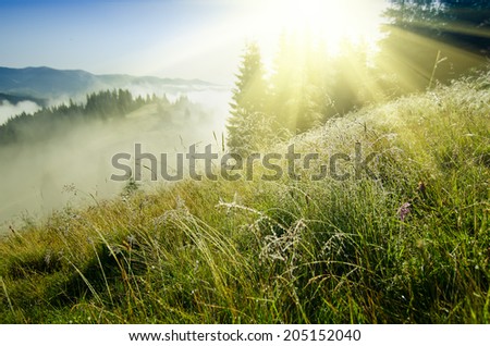 Foggy morning shiny summer landscape with mist and dew on grass