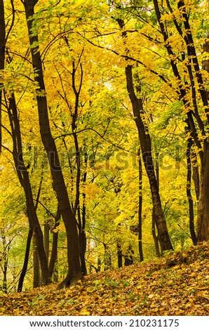 Autumn golden forest, natural fall vivid outdoor  background