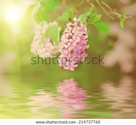 Branch of lilac flowers with the leaves and water reflection, vintage retro hipster image