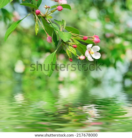 Apple tree flower blossoming at spring time with water reflection, floral background