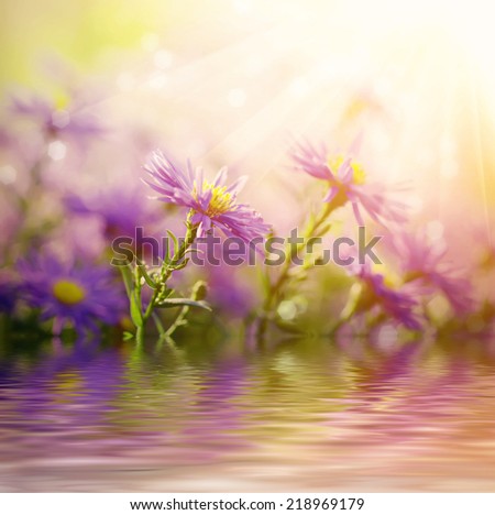 Background from tender soft violet blue beautiful flowers with water reflection, floral magic shiny  background