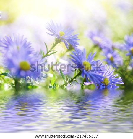 Background from tender soft violet blue beautiful flowers with water reflection, floral magic shiny  background