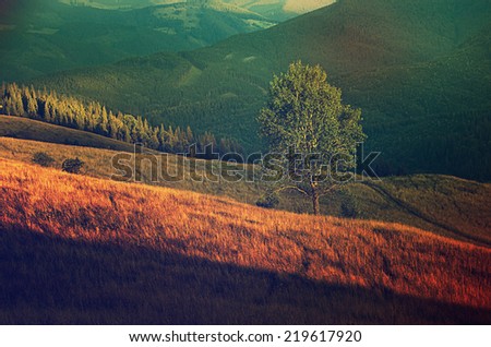 Carpathian mountains summer  landscape at sunset with green sunny  hills, amazing vintage retro hipster background