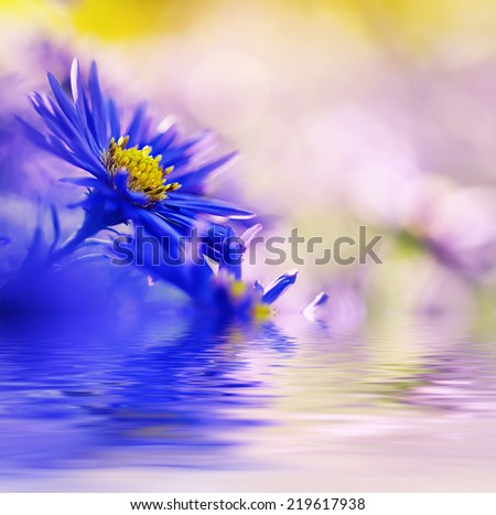 Background from tender soft violet blue beautiful flowers with water reflection, floral background