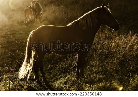 Beautiful bay horse grazes in the mountains at sunset, amazing hipster sunny natural background