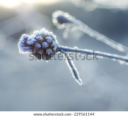 Frozen meadow plant, natural vintage winter  background, macro image