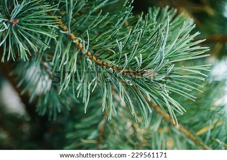 Background from pine iced tree branches with morning frost, seasonal holiday image