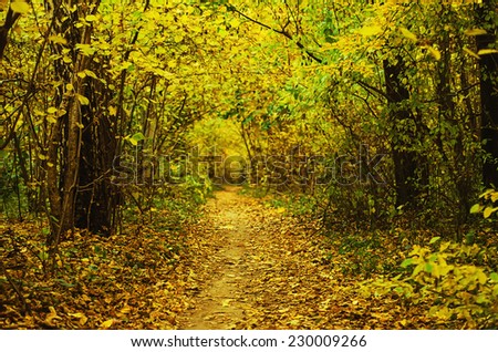 Autumn golden forest with path, natural fall vivid outdoor  background