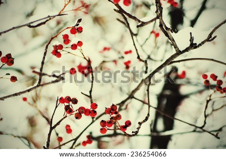Clusters of red rowan berry under the snow, seasonal vintage holiday natural background