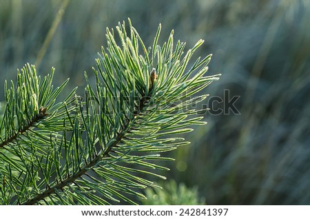 Background from pine iced tree branches with morning frost, seasonal holiday image