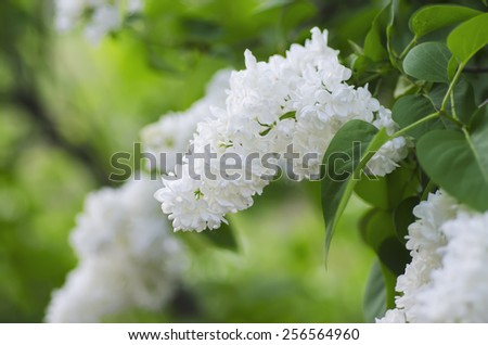 Branch of white lilac flowers with the leaves, natural spring background