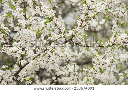 Blossoming of plum flowers in spring time with green leaves, easter floral background