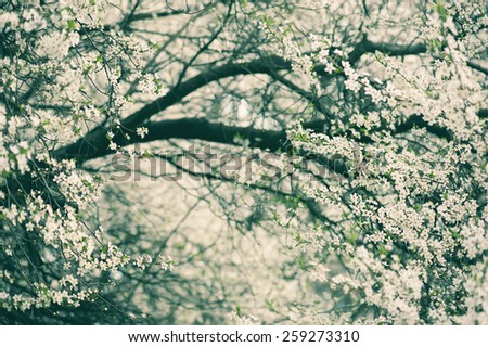 Blossoming of plum flowers in spring time with green leaves, vintage floral background