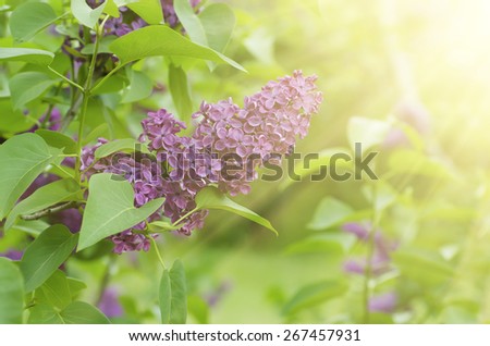 Branch of lilac flowers with the leaves,  vintage retro hipster image with sunshine
