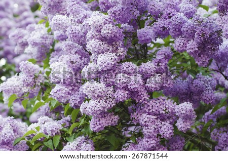 Branch of lilac flowers with green  leaves, floral natural background, soft focus