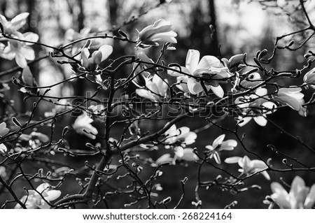Blossoming of magnolia flowers in spring time, retro vintage black and white