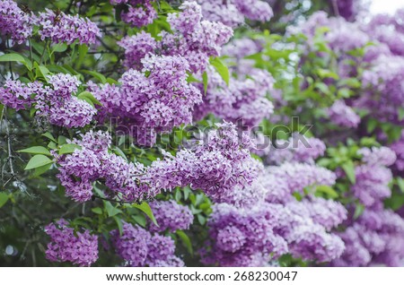 Branch of lilac flowers with green  leaves, floral natural background, soft focus