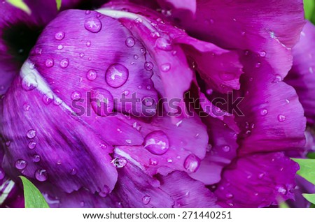 Floral natural background from pink wet peony flower petals with water drops