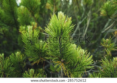 Background from conifer evergreen tree branches, natural seasonal background