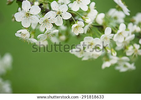 Blossoming of cherry flowers in spring time with green leaves, corner frame
