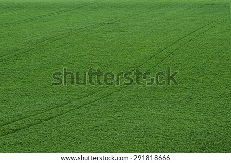 Green grass fields  suitable for backgrounds or wallpapers, natural seasonal landscape. Southern Moravia, Czech republic