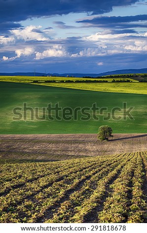 Rolling sunny hills with field  and tree suitable for backgrounds or wallpapers, natural seasonal landscape. Southern Moravia, Czech republic