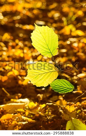 Autumn natural seasonal background with colorful  yellow leaves
