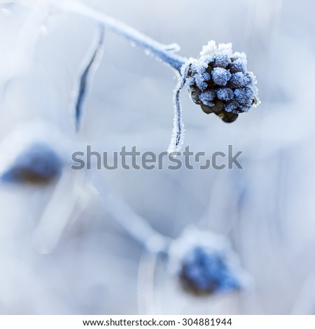 Frozen meadow plant, natural vintage winter  background, macro image