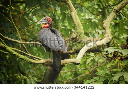 Horned black raven aka Bucorvus leadbeateri with red beak sitting on the tree
