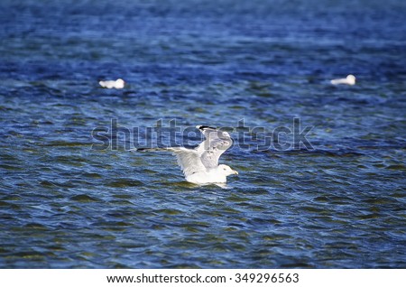 White gull flies  out of the blue water, natural sea background