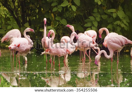 Group of phoenicopterus roseus, pink flamingo standing in the lake, animal natural background