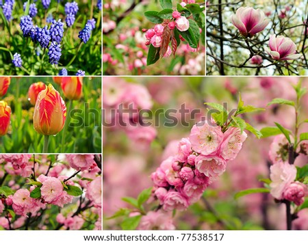 Collage from six images with spring flowers
