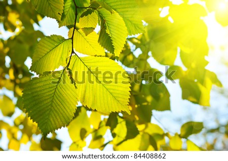 Autumn seasonal wallpaper with yellow vivid leaves and sunlight