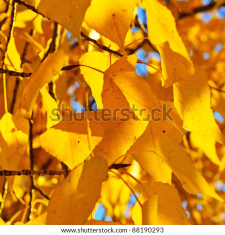 Autumn birch branch on the blue sky background