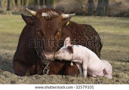 pig babe with his friend