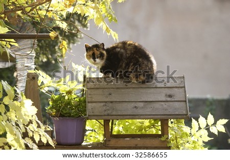 Cat in a bird house