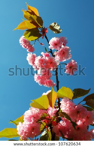 Flowering cherry tree Prunus Amanogawa
