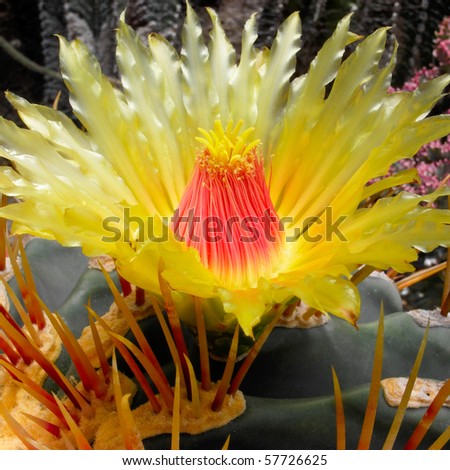 Gold flower of cactus