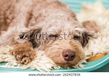 Photo of Puli sleeping on the dog bed