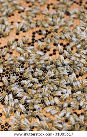Many little bees working together in the beehive