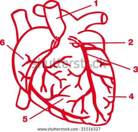 stock vector : Heart diagram