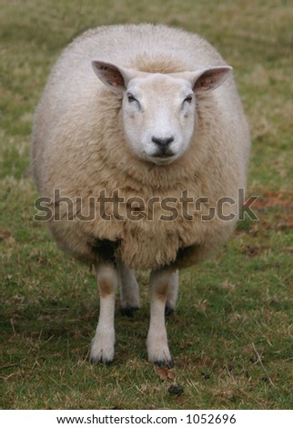 sheep looking at ewe
