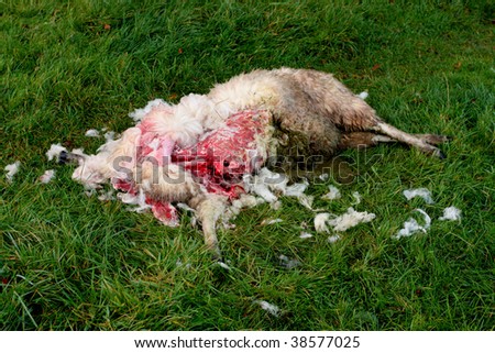 Dead sheep - possibly after a dog attack