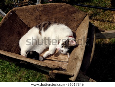Young cat dosing in a old wheel barrow on a hot summers day