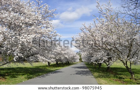 Cherry tree road