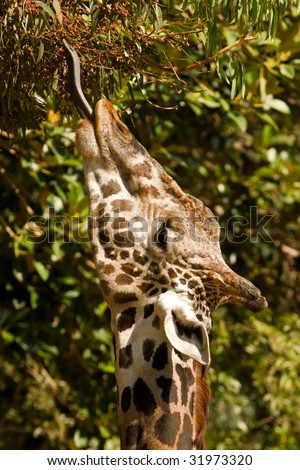 Giraffe with tongue extended eating from a eucalyptus tree.